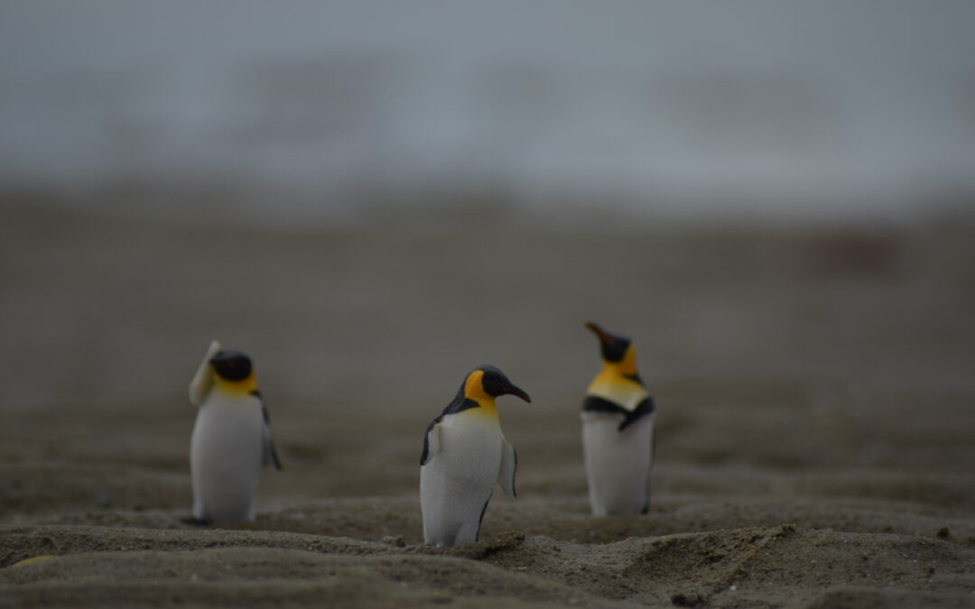 Der dickste Pinguin vom Pol